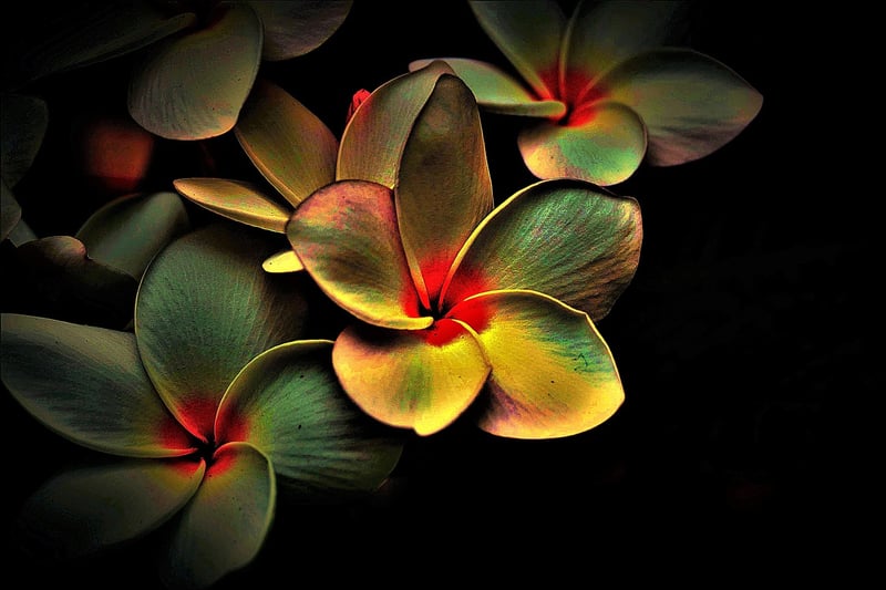 Whimsical Wonderland Decor Image